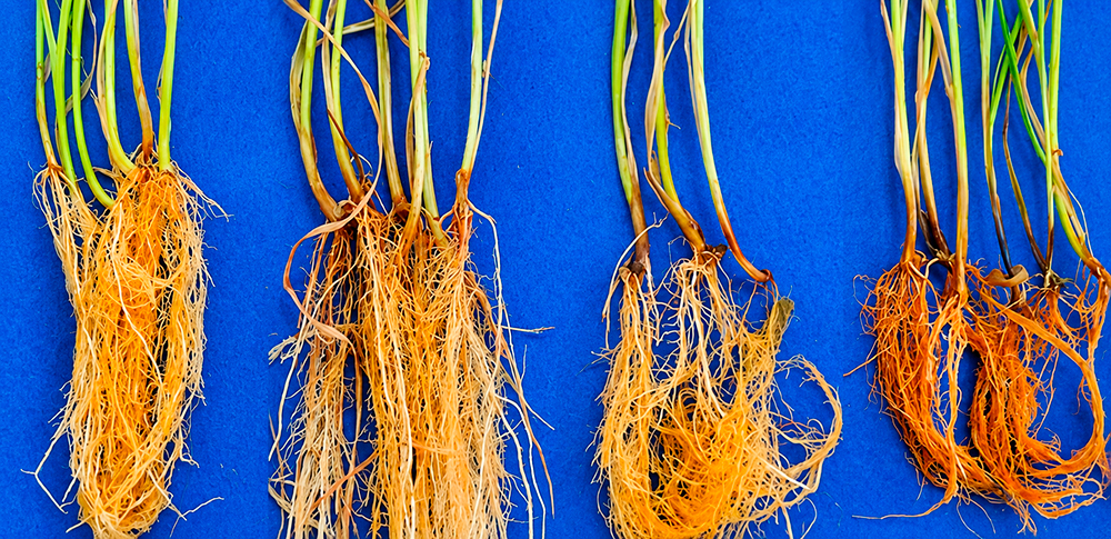 Bactérias criam escudo para proteger trigo contra fungos patogênicos