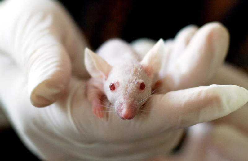 Descoberta de proteína pode revolucionar tratamento contra câncer