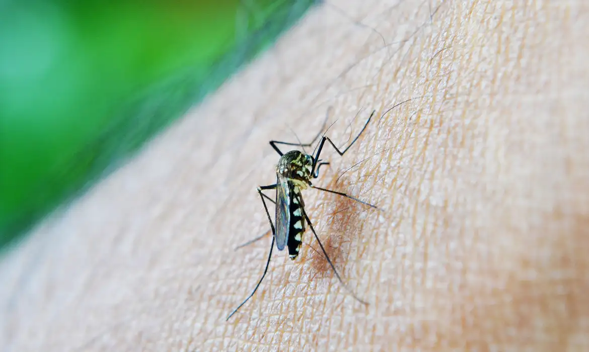 OMS alerta aumento da dengue ligado às mudanças climáticas em 2024