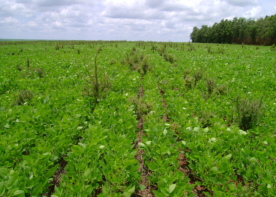 Bactéria da Caatinga pode revolucionar controle sustentável da buva