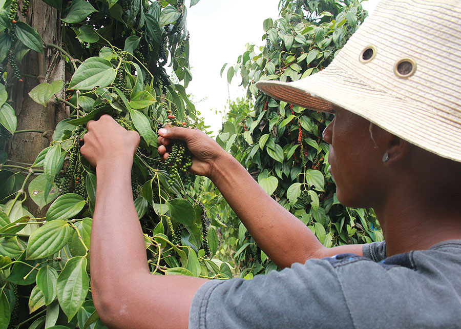 Bactérias aumentam o crescimento e enraizamento da pimenta-do-reino