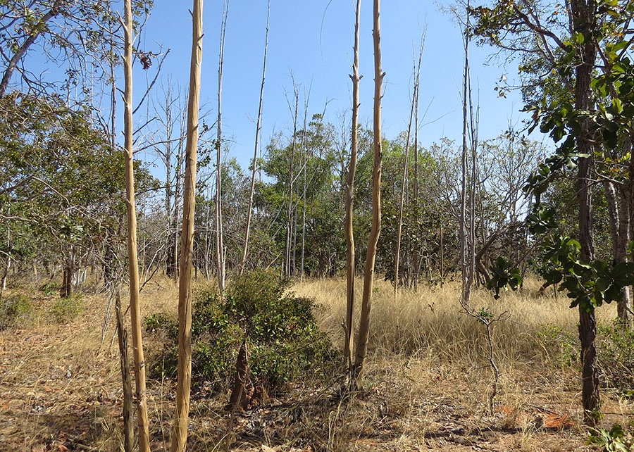 IA mapeia abandono de terras agrícolas no Cerrado de Minas Gerais