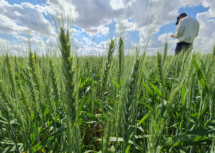 Embrapa lança plataforma inovadora para a cadeia do trigo no Brasil