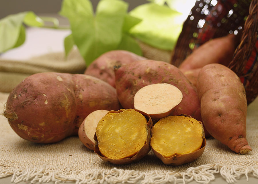 Embrapa lança batata-doce BRS Prenda com alta produtividade e valor nutricional