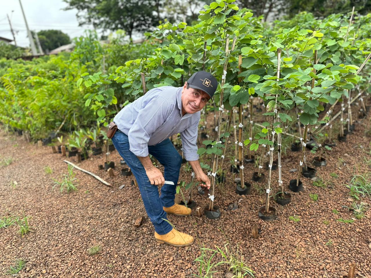 Transformando Sementes em Vida: O Papel do Viveiro Municipal de Campo Grande