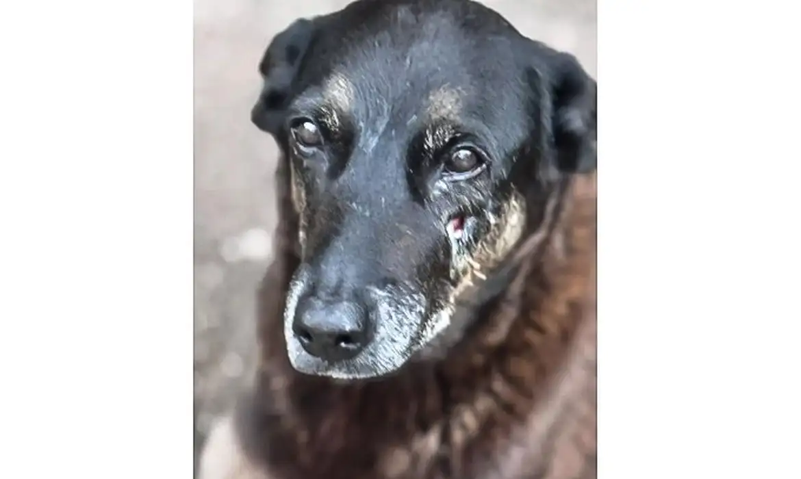 Hospital Veterinário Municipal de São Paulo passa a funcionar 24 horas