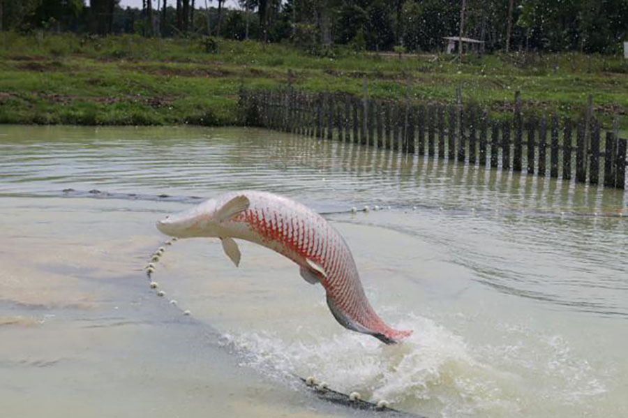 Embrapa usa IA para monitorar reprodução do pirarucu na aquicultura