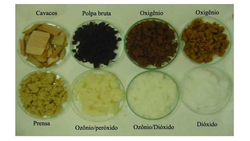 Enzima de fungo produzida em resíduos agrícolas pode substituir químicos na indústria do papel