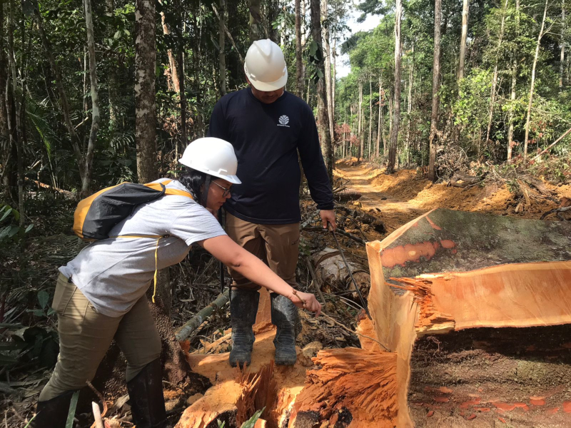 Análise Isotópica: Nova Ferramenta no Combate ao Comércio Ilegal de Madeira na Amazônia