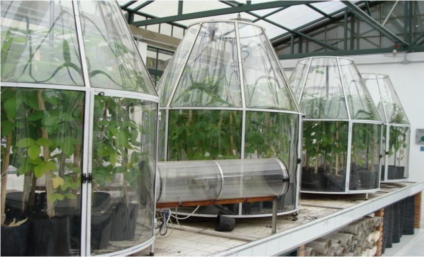 Mudanças Climáticas Aumentam Produção de Soja, Mas Comprometem Qualidade