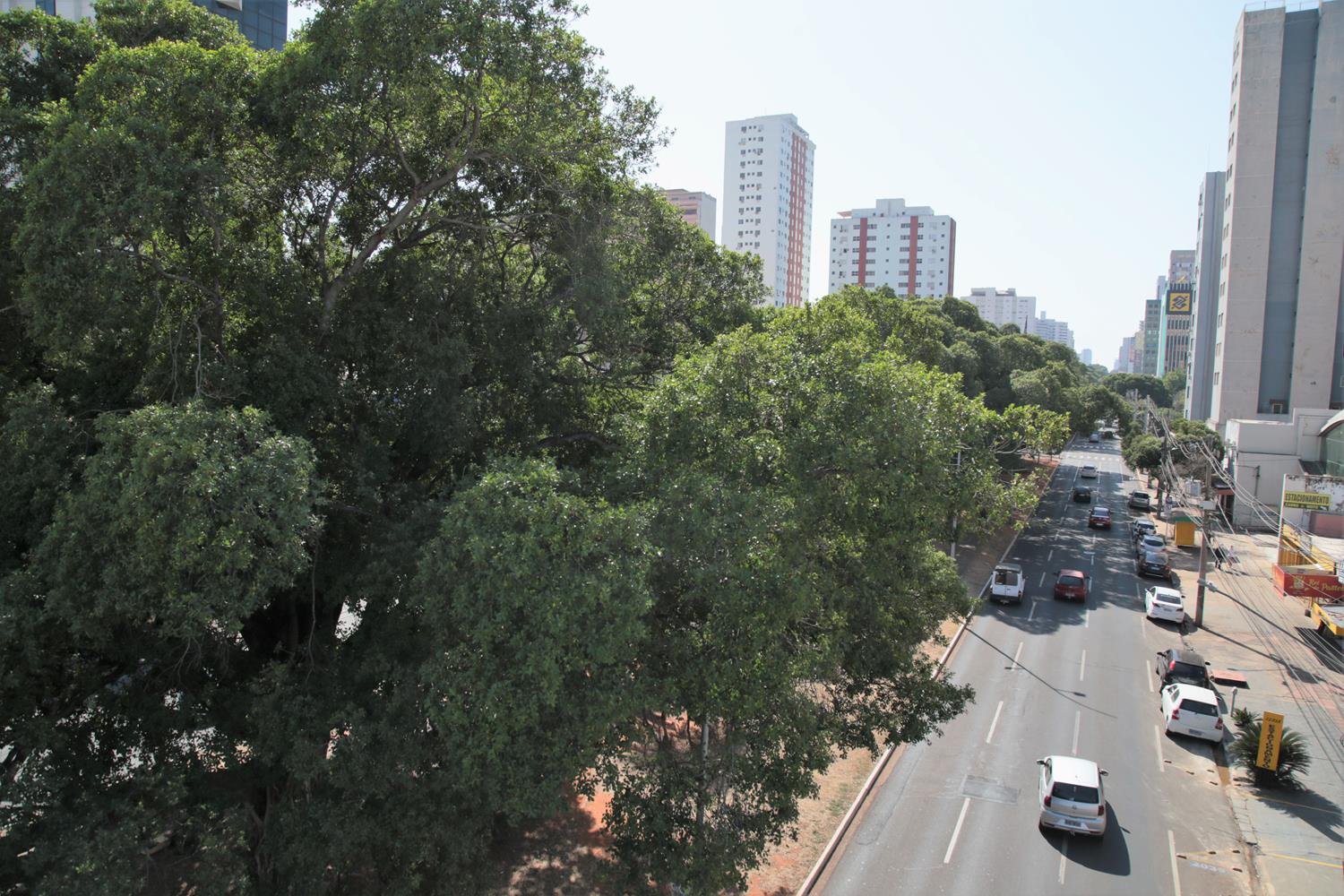 Arborização Urbana em Campo Grande: Um Planejamento Sustentável e Inovador