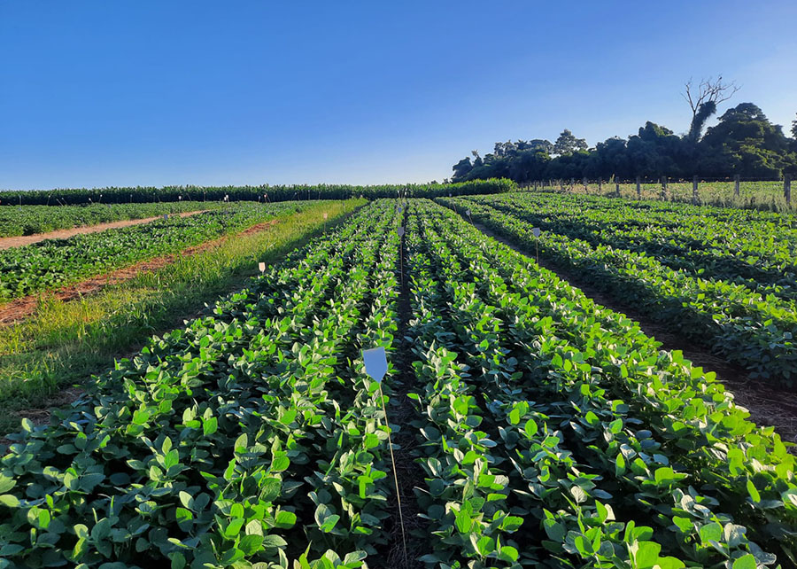Estruvita: O Fertilizante Sustentável que Promete Revolucionar a Agricultura Brasileira