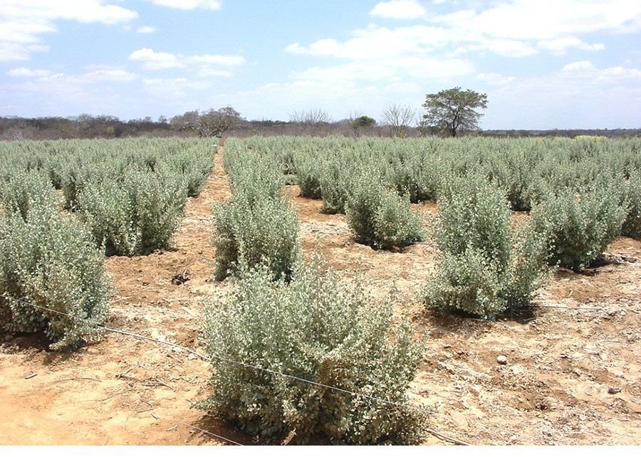 Estudo revela potencial de arqueias para aumentar tolerância do milho à salinidade