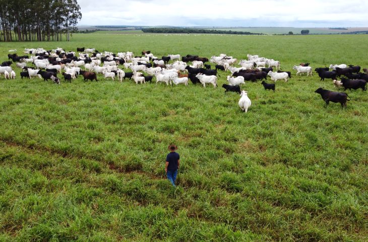 Agronegócio de Mato Grosso do Sul lidera crescimento e inovação em 2025