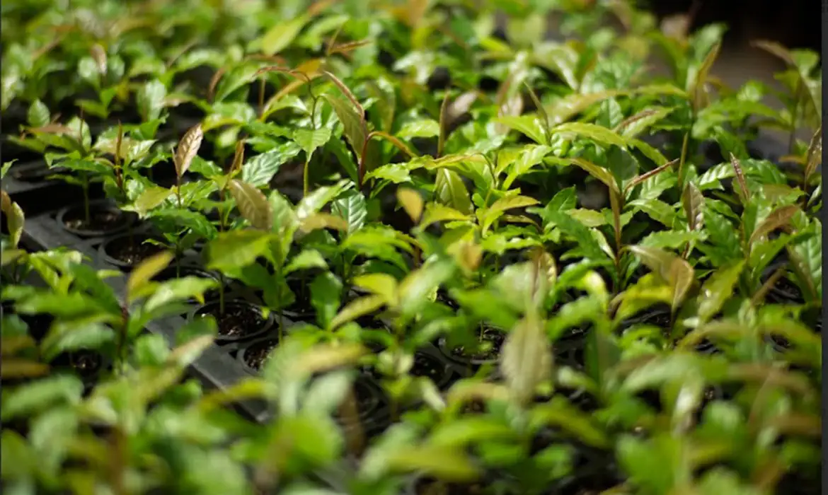 Mata Atlântica avança em restauração florestal com técnicas inovadoras