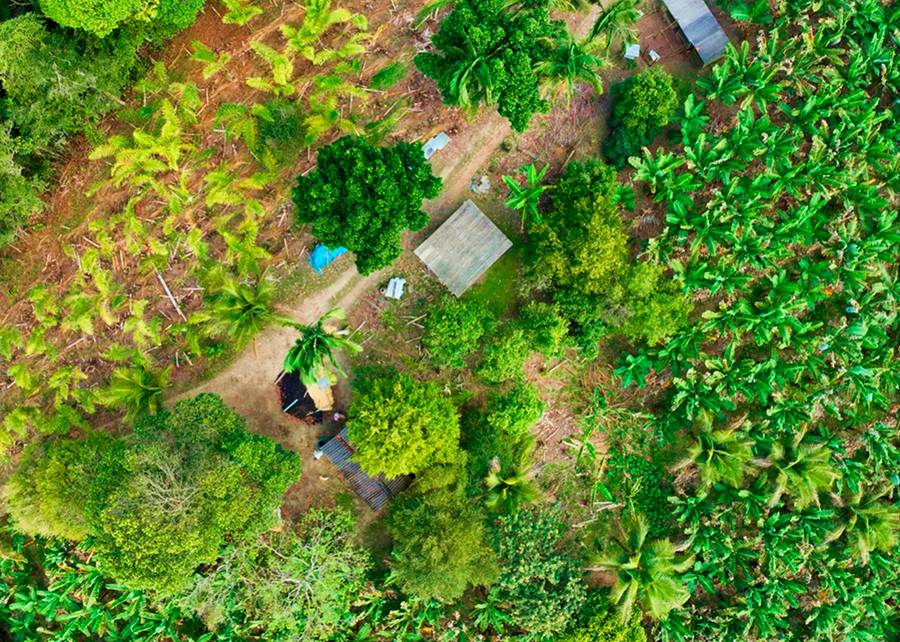 Agricultura digital aprimora manejo sustentável em Jacupiranga, SP