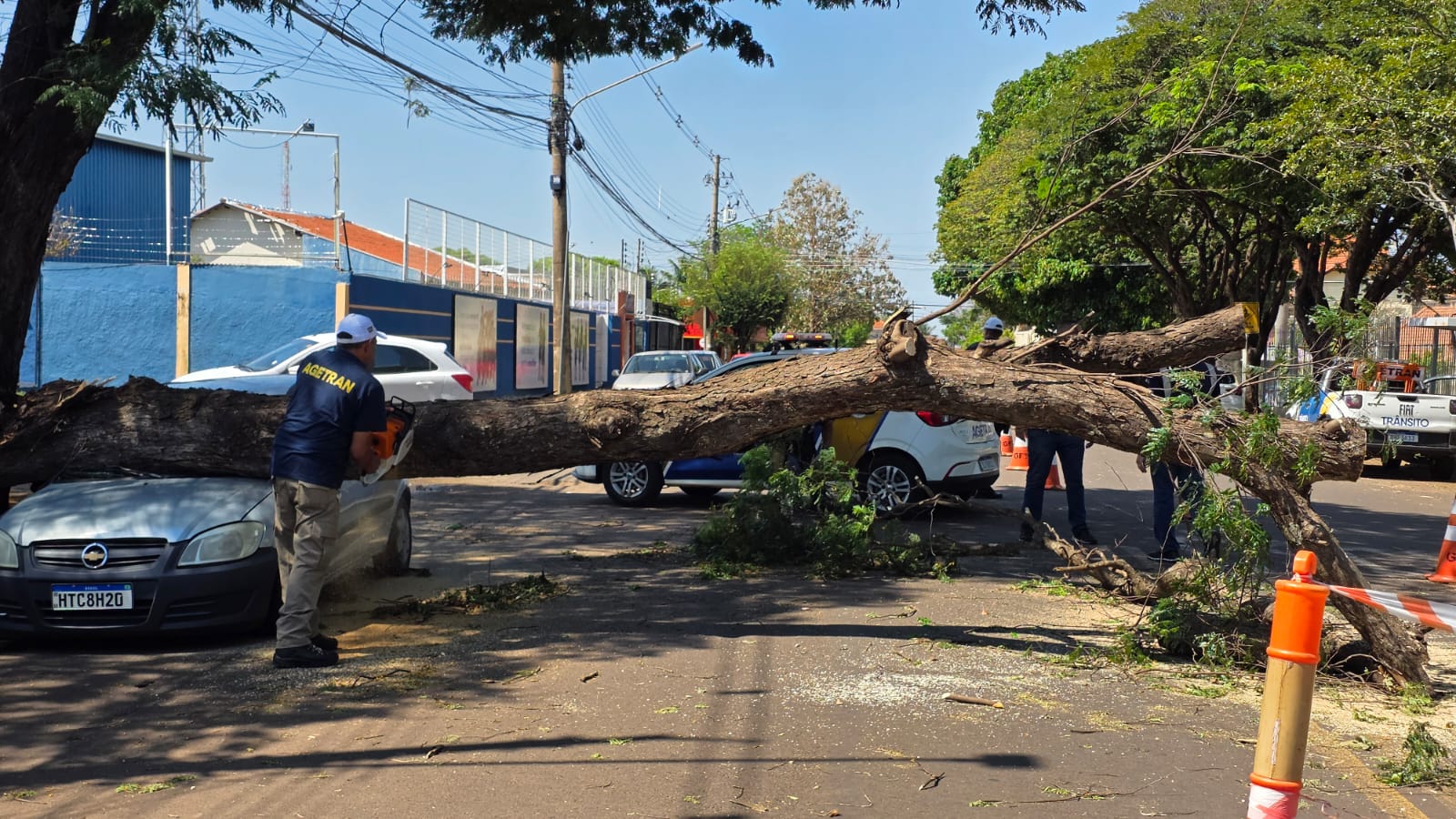 Quedas de Árvores em Campo Grande: Causas e Cuidados Necessários
