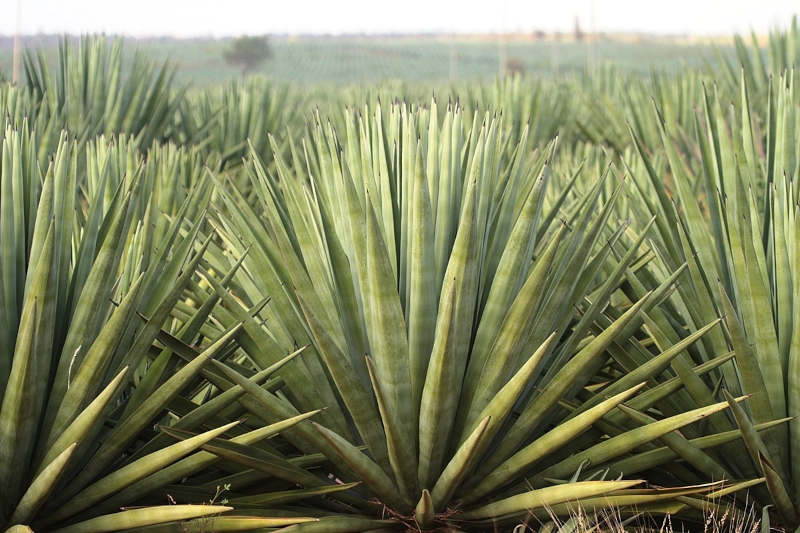 Uso de biocarvão no cultivo de agave aumenta biomassa em 60% no Brasil