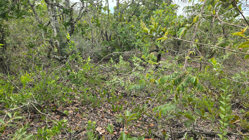 Cerrado em Risco: Avanço de Árvores Causa Morte de Plantas Rasteiras