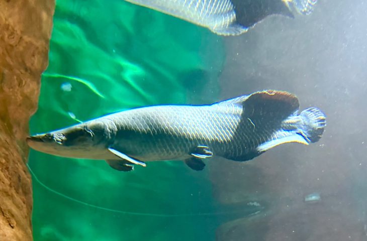 Pirarucu Fujona ganha novo lar em tanque do Bioparque Pantanal