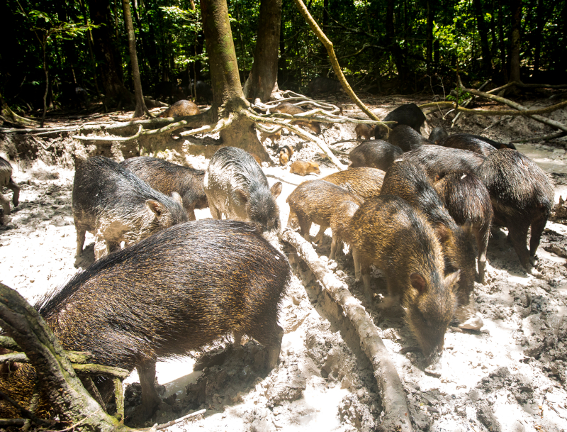 Grandes mamíferos da Mata Atlântica aumentam fertilidade do solo