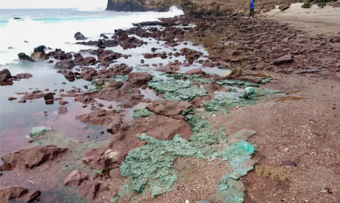 Rochas de plástico são encontradas em ninhos de tartarugas na Ilha de Trindade