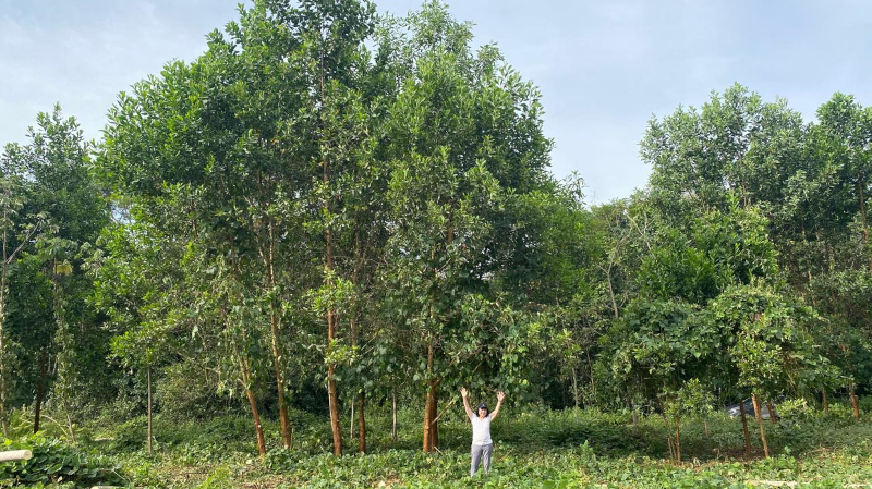 Terra preta da Amazônia potencializa crescimento de árvores em até 88%