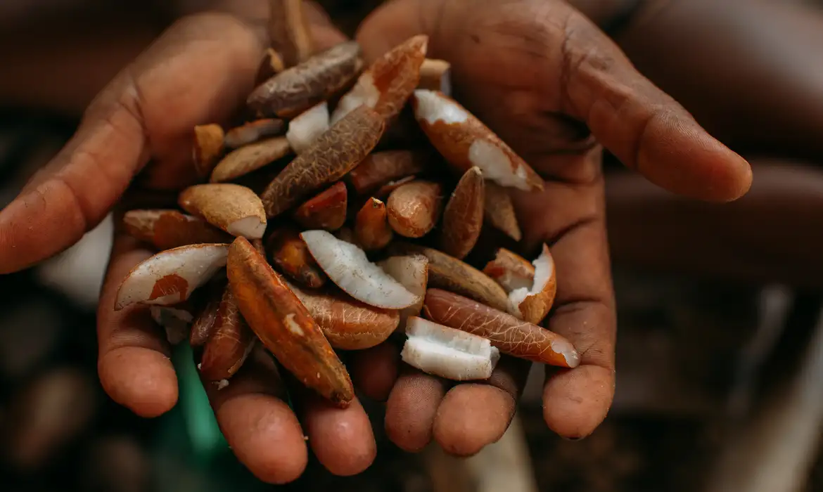 Idesam oferece bolsas para impulsionar bioeconomia na Amazônia
