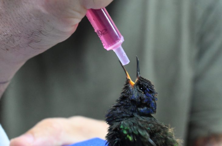 Centro de Animais Silvestres em Três Lagoas recebe aves e tamanduá resgatados