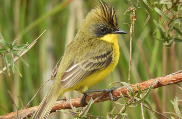 Parque Estadual do Rio Ivinhema é destaque nacional em observação de aves