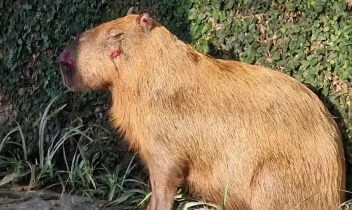 MPRJ denuncia agressores de capivara na Ilha do Governador no Rio de Janeiro