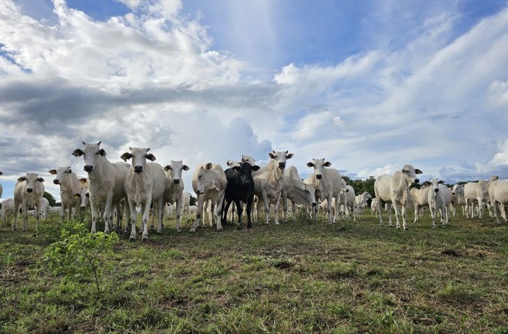 Mato Grosso do Sul avança na recuperação sustentável de pastagens