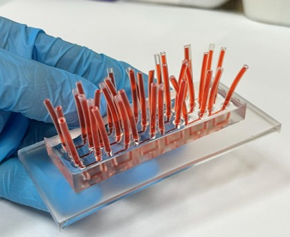Nova tecnologia simula tecidos humanos e reduz testes em animais