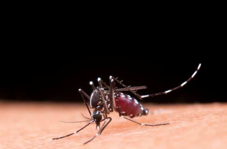 Mato Grosso do Sul registra 2.639 casos confirmados de chikungunya em 2026