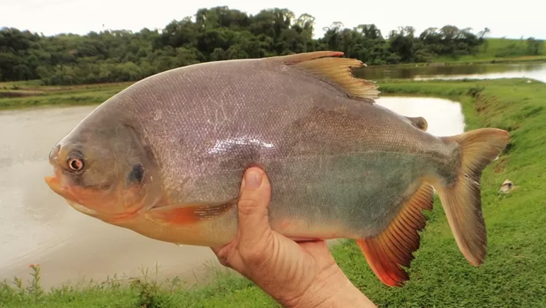 Biofilme sustentável de pele de peixe pode substituir embalagens plásticas