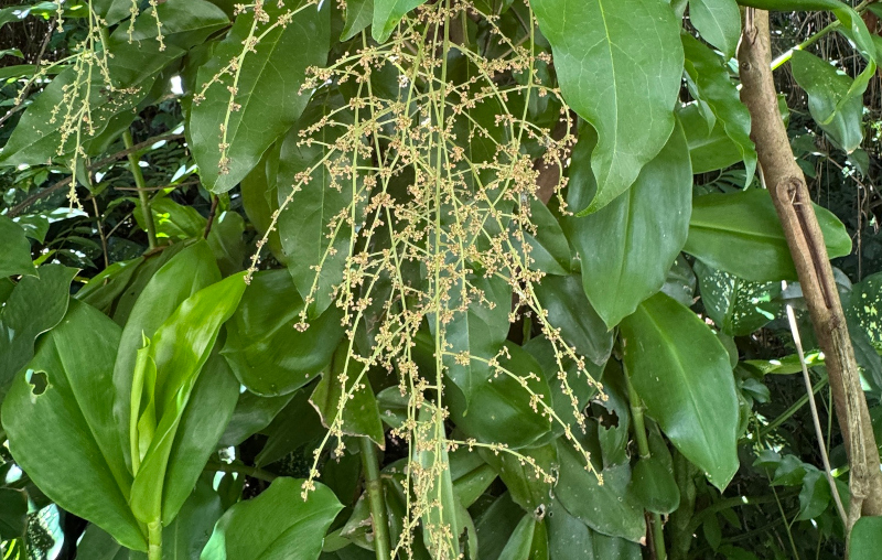 Biossensor inovador agiliza descoberta de biopesticidas naturais