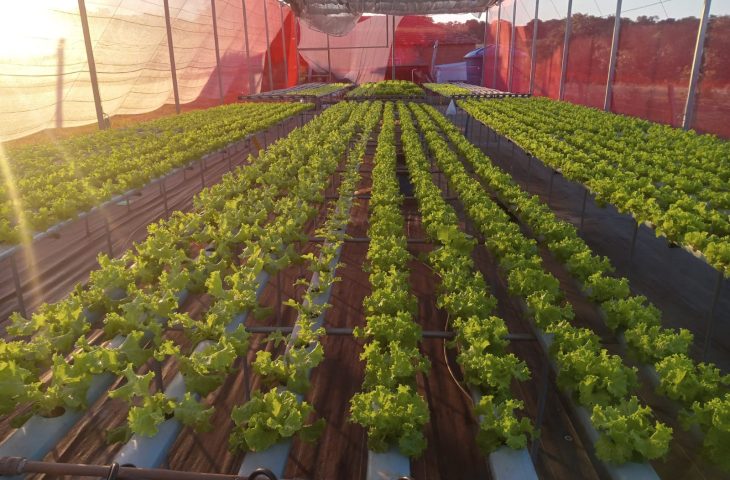 Agricultores de MS superam desafios e adotam hidroponia com Fundect