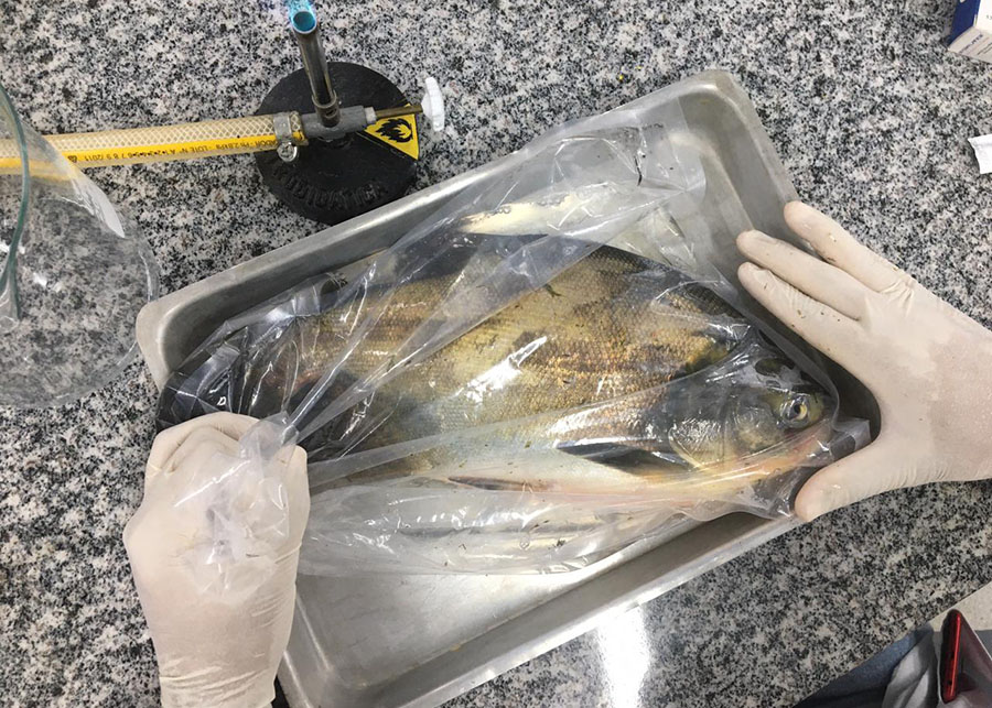 Salmonella é detectada em peixes cultivados no Mato Grosso