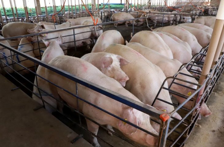 Suinocultura em MS cresce 50% e recebe R$ 300 milhões em incentivos
