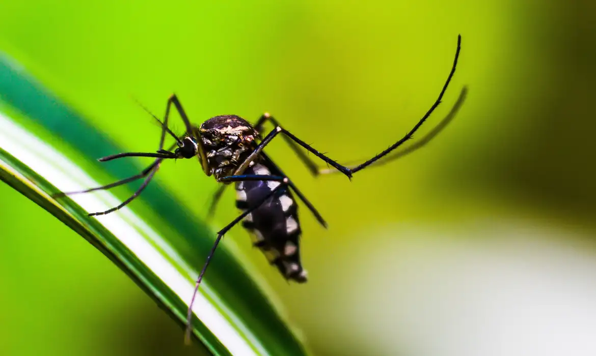 Casos de dengue no Brasil caem 75% nos primeiros meses de 2026