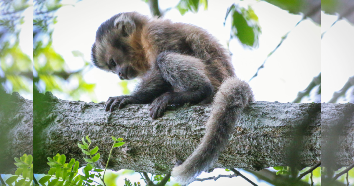 Macaco-prego leucístico é registrado pela primeira vez no Parque Ubajara