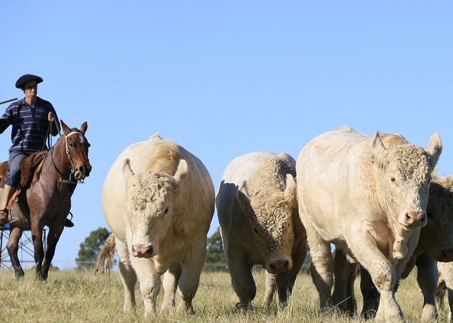 Simulador Pecuaria.io revoluciona gestão na pecuária de corte brasileira