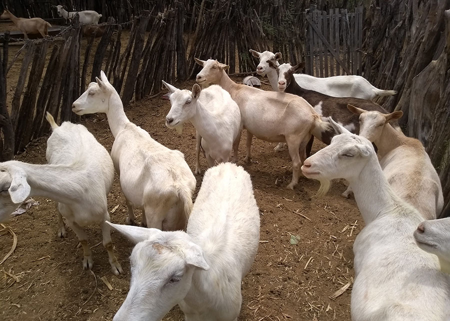 Embrapa Lança Guia de Biosseguridade para Caprinocultores no Nordeste