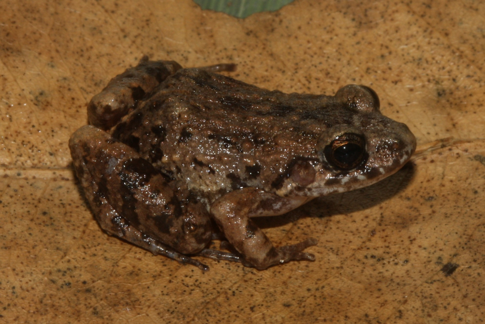Cientistas Revelam Nova Espécie de Rã nas Florestas Alagadas da Amazônia