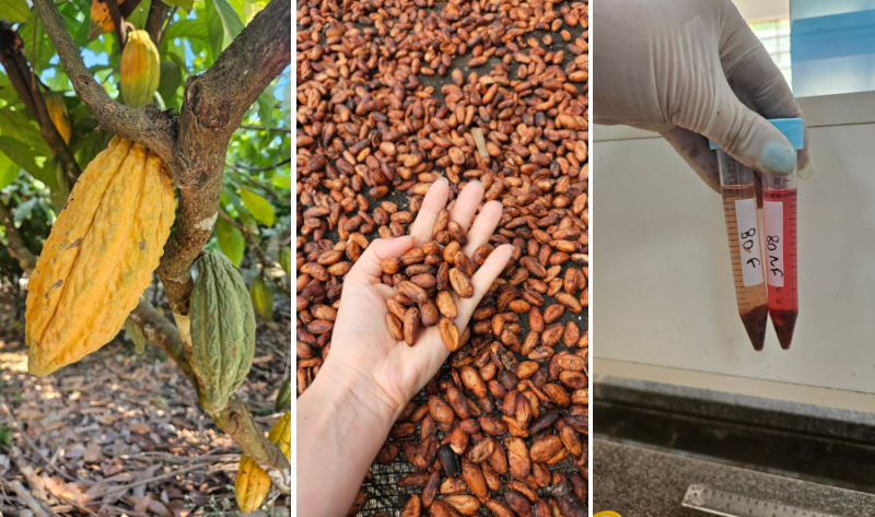 Pesquisa aprimora sabor e valor nutricional do chocolate amazônico
