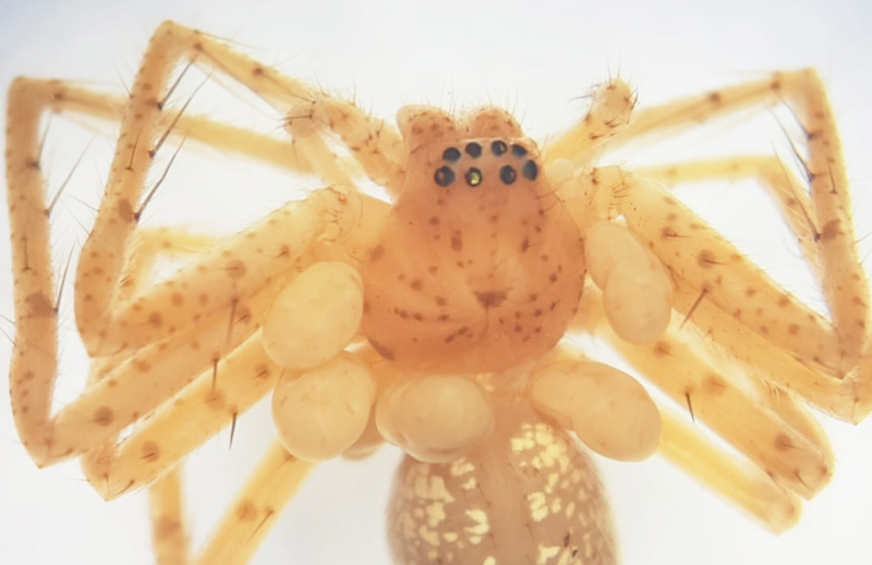 Descoberta nova espécie de ácaro parasita de aranhas no Brasil
