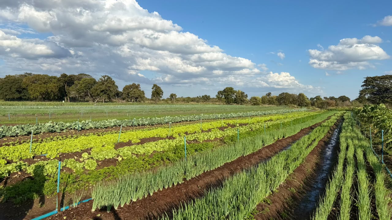 FAC e CoopUrb definem estratégias para fortalecer agricultura urbana em Campo Grande