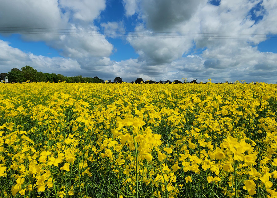 Biocombustível de canola pode reduzir emissões da aviação em até 55% no Brasil