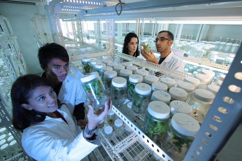FAPESP e DAAD abrem nova chamada para intercâmbio acadêmico até 8 de junho
