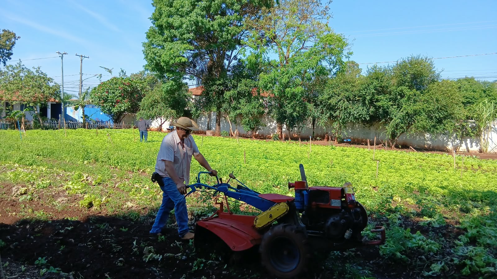Horta urbana do FAC transforma produção em solidariedade